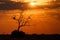 Sunset - Chobe N.P. Botswana, Africa