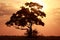 Sunset - Chobe N.P. Botswana, Africa