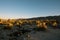 Sunset, Cholla Cactus Garden, Joshua Tree National Park, California