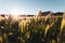 Sunset with clear sky and wild wheat in the foreground. Typical spring image on a golden sunset