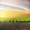 Sunset in clouds over green agriculture field with tomatoes