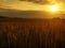 The sunset cloudy orange sky background. Setting sun rays on horizon in rural meadow.