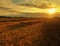 The sunset cloudy orange sky background. Setting sun rays on horizon in rural meadow.