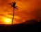 Sunset with a coconut tree as foreground