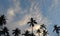 Sunset coconuts tree skies