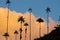 Sunset on the Cocora valley with giant wax palms near Salento,