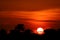 sunset and colorful flame cloud silhouette tree on red sky