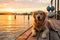 Sunset Companion: Golden Retriever Sits Gracefully on a Bridge, Embracing the Evening Glow