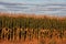 Sunset cornfield