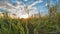 Sunset in the countryside with clouds and plants