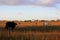 Sunset with cows in field, Venezuela