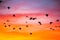 Sunset and cranes Gruidae in Aiguamolls De L`Emporda Nature Reserve, Spain