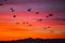 Sunset and cranes Gruidae in Aiguamolls De L`Emporda Nature Reserve, Spain