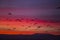 Sunset and cranes Gruidae in Aiguamolls De L`Emporda Nature Reserve, Spain