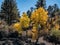 Sunset Crater lava flow autumn leaves, Flagstaff Arizona