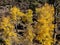 Sunset Crater lava flow autumn leaves, Flagstaff Arizona