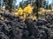 Sunset Crater lava flow autumn leaves, Flagstaff Arizona