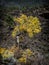 Sunset Crater lava flow autumn leaves, Flagstaff Arizona