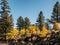 Sunset Crater lava flow autumn leaves, Flagstaff Arizona