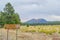 Sunset Crater Volcano is a Cinder Cone. It has Ponderosa Pine trees on its slopes. Coconino County, Arizona