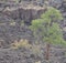 Sunset Crater Volcano Lava Pool, formed from the Bonito`s Lava Flow. Ponderosa Pine Trees growing on the lava rock. In Northern Ar