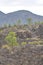 Sunset Crater Volcano Lava Pool, formed from the Bonito`s Lava Flow. Ponderosa Pine Trees growing on the lava rock. In Northern Ar