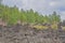 Sunset Crater Volcano Lava Pool, formed from the Bonito`s Lava Flow. Ponderosa Pine Trees growing on the lava rock. In Northern Ar