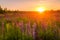 Sunset or dawn on a field with purple lupins, wild carnations and young birches in clear summer weather and a clear cloudless sky