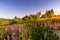 Sunset or dawn on a field with purple lupins, wild carnations and young birches in clear summer weather and a clear cloudless sky
