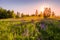 Sunset or dawn on a field with purple lupins, wild carnations and young birches in clear summer weather and a clear cloudless sky