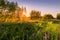 Sunset or dawn on a field with purple lupins, wild carnations and young birches in clear summer weather and a clear cloudless sky