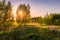 Sunset or dawn on a field with purple lupins, wild carnations and young birches in clear summer weather and a clear cloudless sky