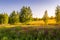 Sunset or dawn on a field with purple lupins, wild carnations and young birches in clear summer weather and a clear cloudless sky