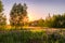 Sunset or dawn on a field with purple lupins, wild carnations and young birches in clear summer weather and a clear cloudless sky