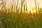 Sunset or dawn, meadow, grass, field, countryside, poppies,  sky and sun