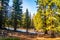 Sunset Deep in the Forests of the Sierra Nevada Mountains near Lake Tahoe with Tall Pine Trees