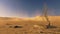 Sunset in a desert with dead tree on foreground