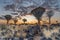 Sunset in desert landscape of  Quiver Tree Forest, Namibia, South Africa