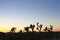Sunset Desertscape