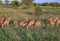 Sunset dining for impala in an open field