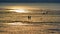 Sunset dog walkers at low tide