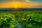 Sunset at Dolly Sods Wilderness, Monongahela National Forest, We