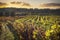 Sunset with dramatic sky over vineyard plantation with dry, yellow leaves. Beautiful background with copy space.