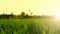 sunset at the end of a stretch of green rice fields