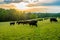 Sunset on field of black cows grazing on grass