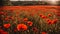 sunset field with bloom poppies flowers fresh environment banner sun blooming