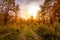 Sunset on a field with grass and trees in golden autumn