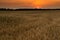Sunset in a field of oats