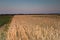 Sunset in a field of oats