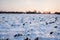 Sunset in the fields in winter